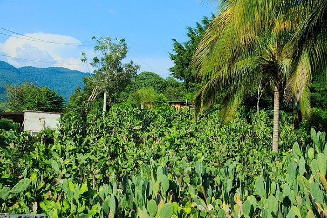 Shore Excursion Authentic Rural Mexican Experience - Practical advice for a smoother day