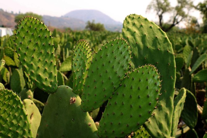 Shore Excursion Authentic Rural Mexican Experience - Should you book this tour?