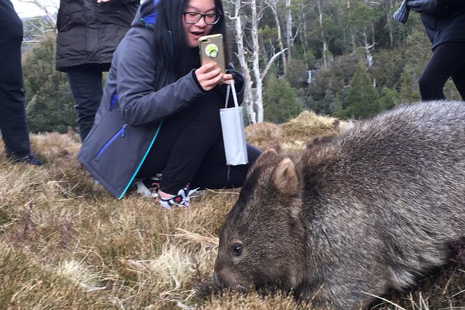 Shore Excursion - Cradle Mountain Shuttle Bus from Burnie - Is the price of $157.79 fair?