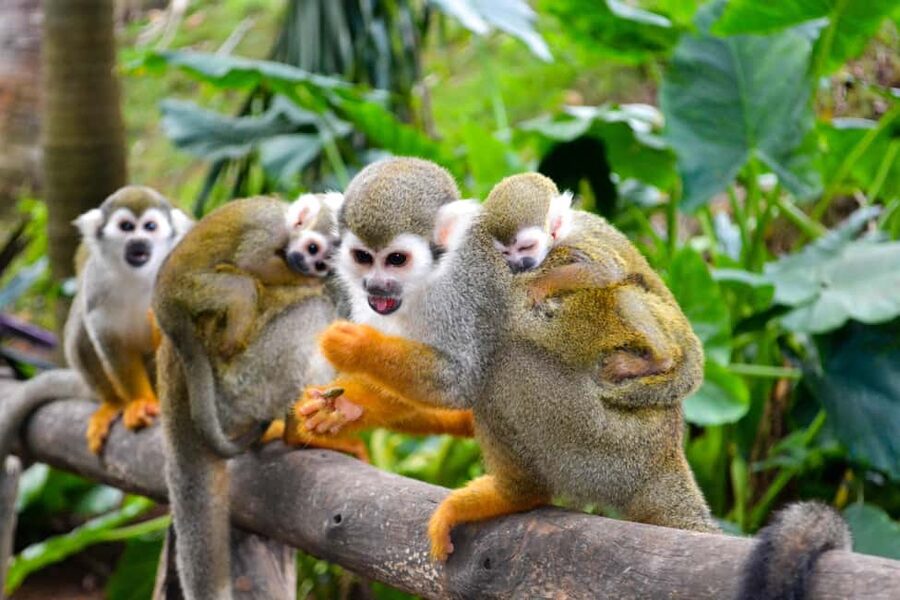 Shore Excursion Damajagua Waterfalls and Monkey Encounters - Key points to know before booking