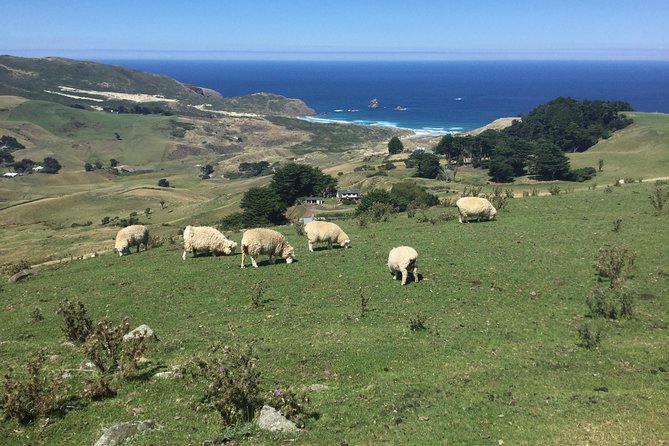 Shore Excursion: Dunedin City, Otago Peninsula, Castle Gardens & Olveston Tour - How the schedule feels in practice