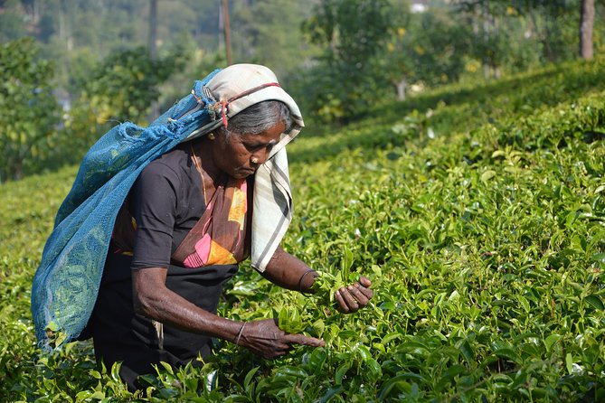 Shore Excursion From Colombo port to Ingiriya Tea Plantation & back for 2 People - Rubber plantations: a useful first lesson