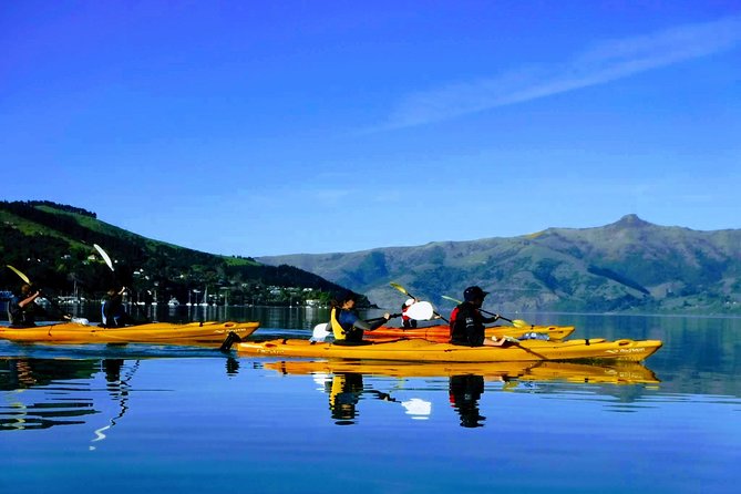 Shore Excursion Guided Sea Kayaking through Akaroa Marine Reserve - Key things to know before you book