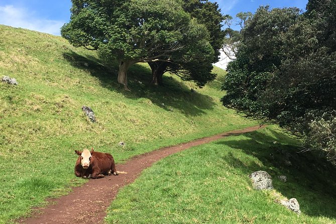 Shore Excursion: Half-Day Auckland Volcanoes Tour - Mike’s guiding style adds the most value