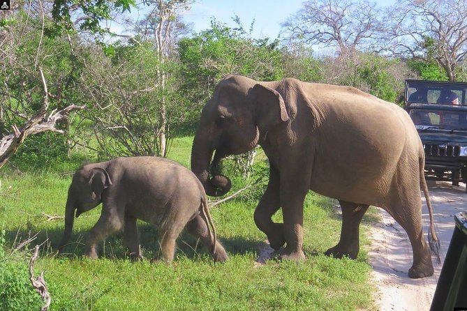 Shore Excursion Hambantota Port to Yala Safari and Come back(All Inclusive) - Four hours in Yala National Park