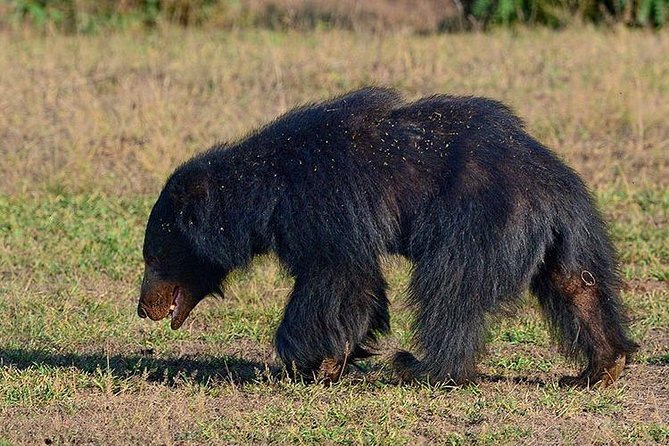 Shore Excursion Hambantota Port to Yala Safari and Come back(All Inclusive) - Wildlife sightings and realistic expectations