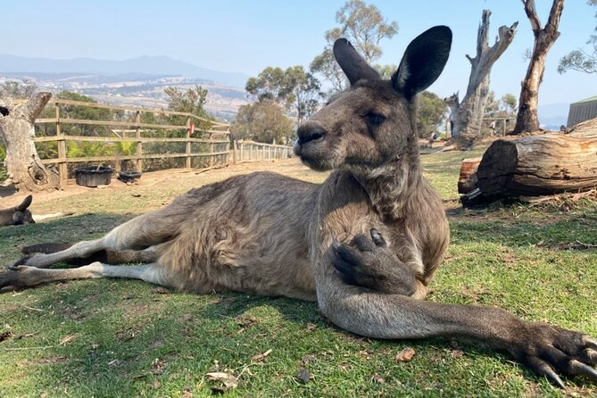 Shore Excursion: Hobart Highlights Day Tour - Guides make the difference