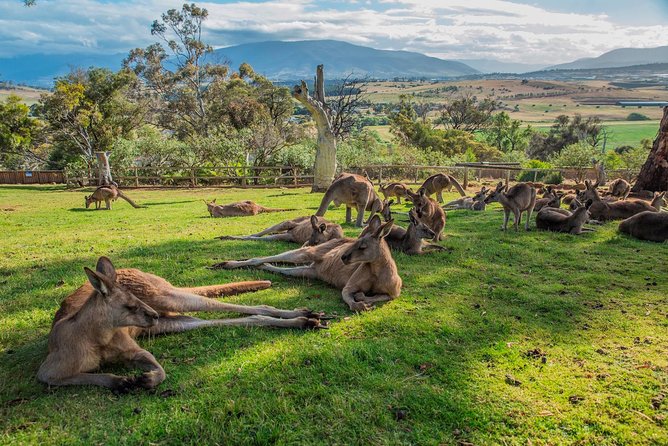 Shore Excursion: Hobart Highlights Day Tour - Salamanca Market, only on Saturdays