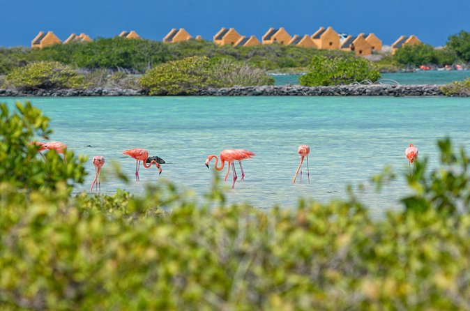 Shore Excursion Island Tour with Cultural Museum with beach drop off - Group size, comfort, and port-day timing