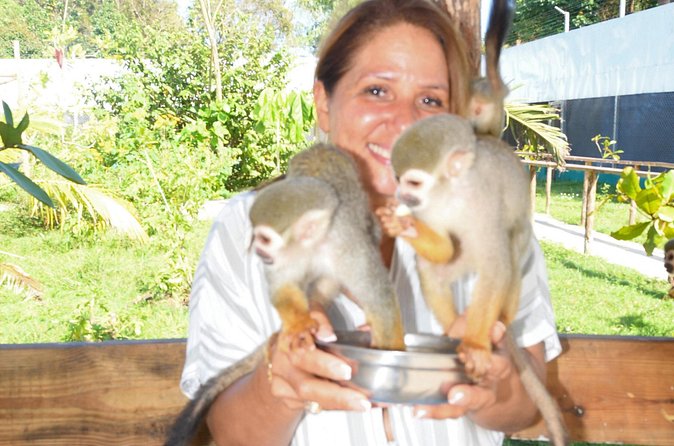 Shore Excursion Monkey Encounter and Puerto Plata City Tour - Meeting the capuchin monkeys
