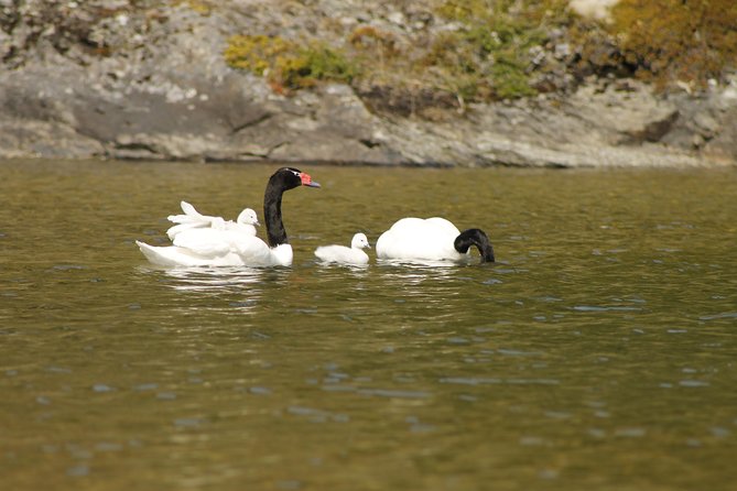 Shore Excursion - National Park Tierra del Fuego - The End of the World Train can change your day
