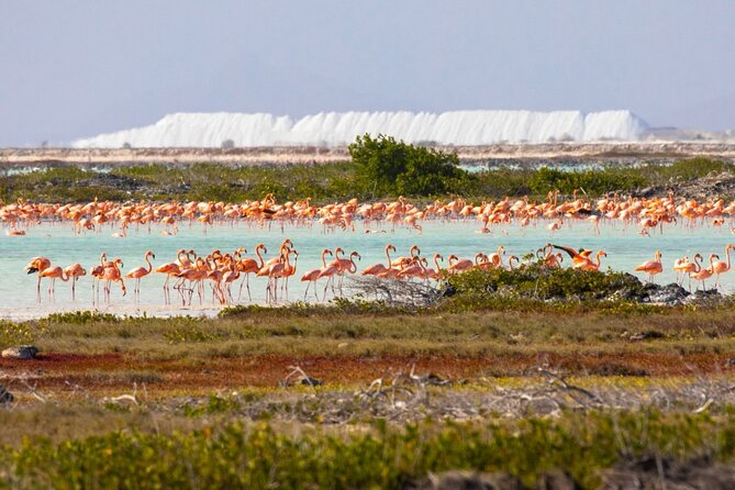 Shore Excursion: North and South Sides of Bonaire - Key points to know before you book