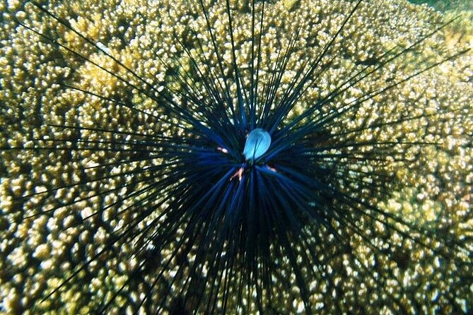 Shore Excursion Premium Family Snorkeling Experience - A practical snorkeling stop for a short Huatulco port day