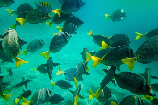 Shore Excursion Premium Family Snorkeling Experience - Reef conditions are the main question mark