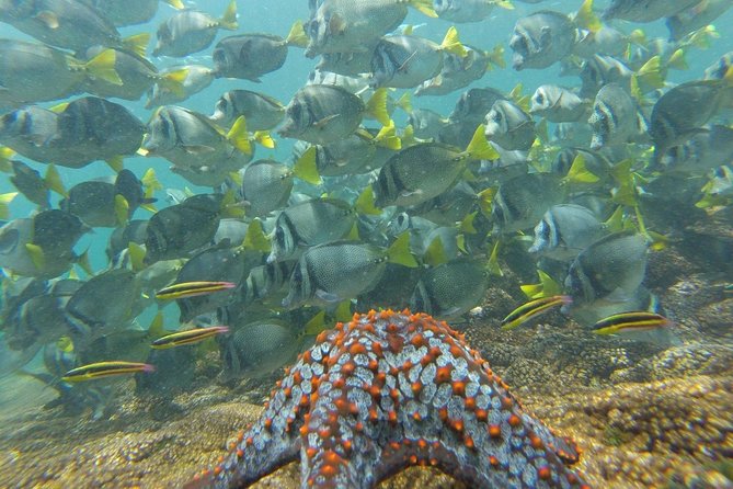 Shore Excursion Premium Family Snorkeling Experience - What to bring, and what to leave in the locker