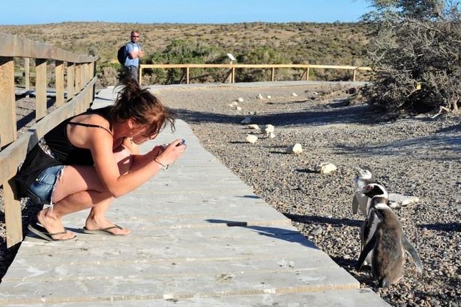 Shore Excursion Punta Tombo cruise passengers Puerto Madryn - Why Punta Tombo is worth the long ride