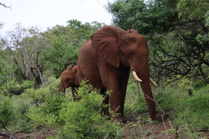 Shore Excursion Richards Bay Big 5 Safari Experience - What the safari drive feels like