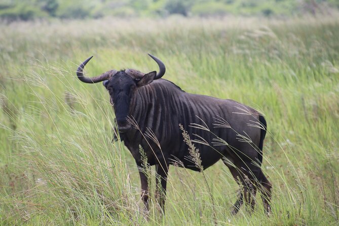 Shore Excursion Richards Bay Big 5 Safari Experience - How the small group changes the day