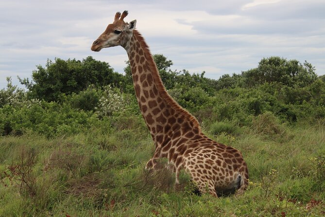 Shore Excursion Richards Bay Big 5 Safari Experience - Choosing between Hluhluwe and iMfolozi