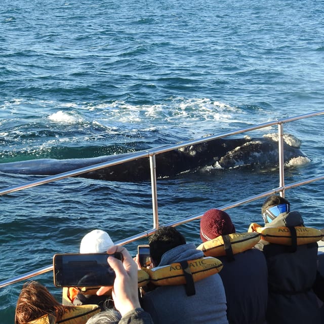 Shore Tours Peninsula Valdes Puerto Madryn Cruise Passengers - Guide quality and the small-group advantage
