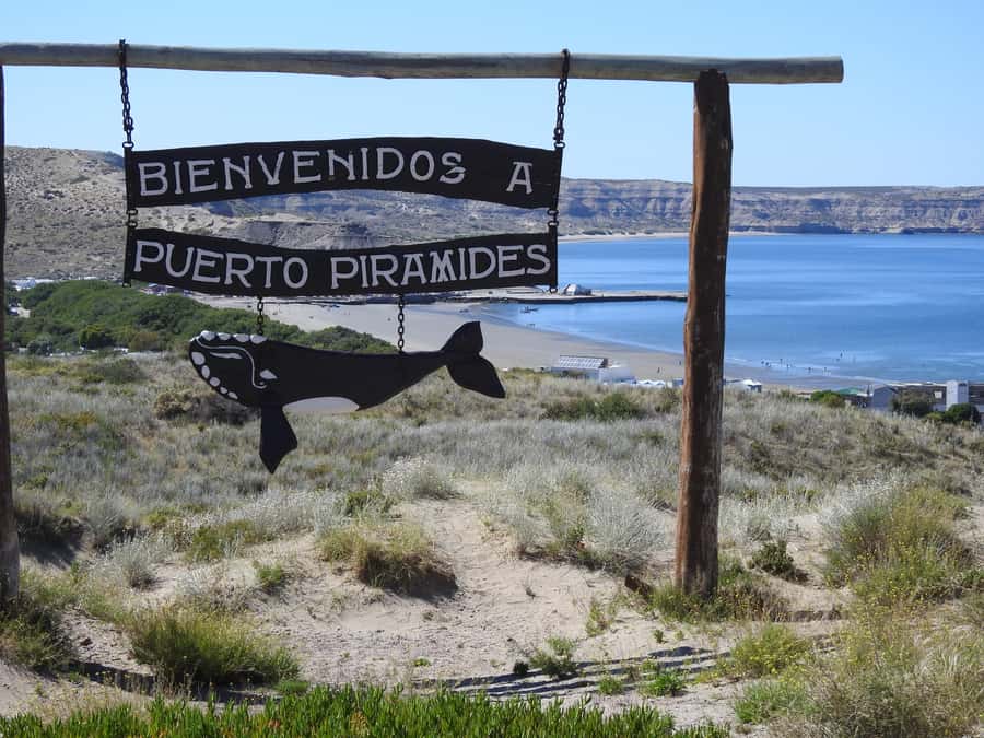 Shore Tours Peninsula Valdes Puerto Madryn Cruise Passengers - Why Península Valdés is worth your shore day