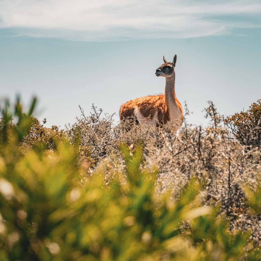 Shore Tours Peninsula Valdes Puerto Madryn Cruise Passengers - Punta Cantor and a second wildlife viewpoint