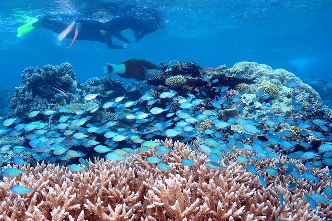 Silversonic Outer Great Barrier Reef Cruise from Port Douglas - Key points to know before booking