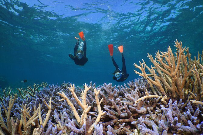 Silversonic Outer Great Barrier Reef Cruise from Port Douglas - Why Agincourt Reef makes this a full-day outing