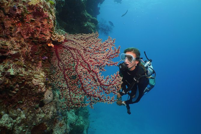 Silversonic Outer Great Barrier Reef Cruise from Port Douglas - Certified scuba sessions for experienced participants