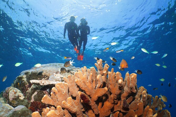 Silversonic Outer Great Barrier Reef Cruise from Port Douglas - Lunch, tea, and comfort between sessions