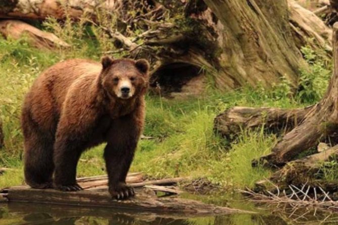 Sitka Shore Excursion: Bears, Raptor Center, & Totem Park Tour (Small Group) - Three Sitka experiences in one short outing