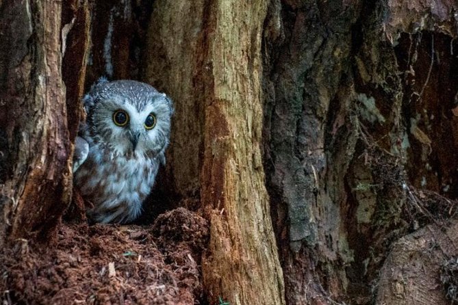 Sitka Shore Excursion: Bears, Raptor Center, & Totem Park Tour (Small Group) - Booking and port-day advice