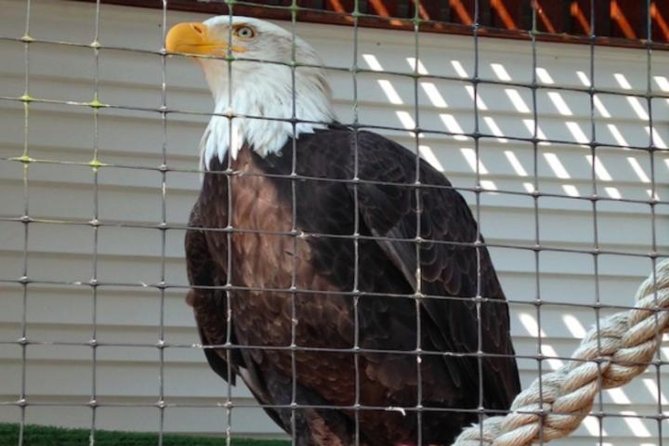 Sitka Shore Excursion: Bears, Raptor Center, & Totem Park Tour (Small Group) - Bald eagles at Sitka’s Raptor Center