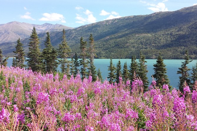 Skagway Shore Excursion: Half-Day Tour to the Yukon Border and Suspension Bridge - Why the Klondike Highway beats a simple port walk