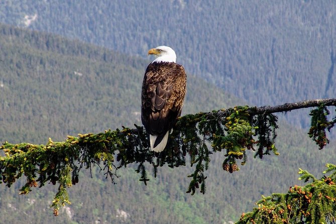 Skagway Shore Excursion: Scenic River Float Tour - A 40-minute float on the Taiya River