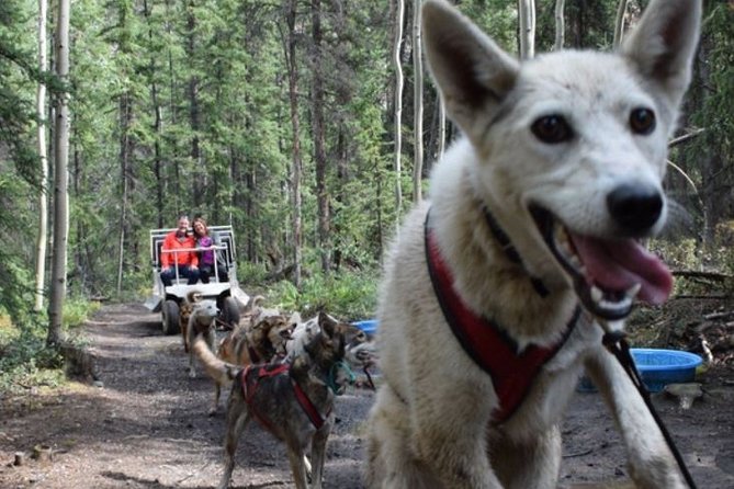 Skagway Shore Excursion: Yukon Discovery Tour - Lunch, the dog camp, and the wildlife museum