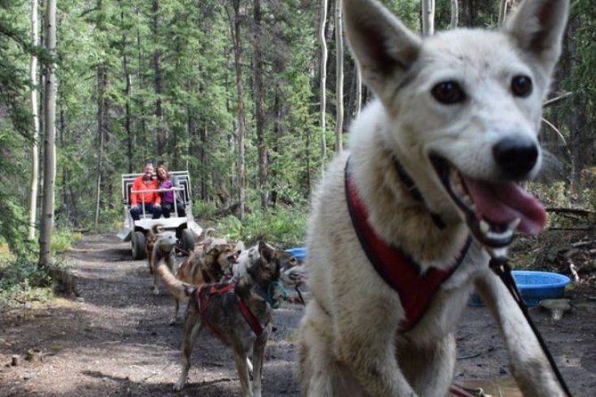Skagway Shore Excursion: Yukon Dog Sledding and Sightseeing Tour - A Yukon day built around scenery and sled dogs