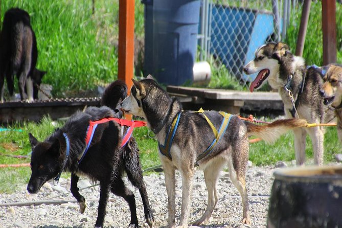 Skagway Shore Excursion: Yukon Dog Sledding and Sightseeing Tour - Caribou Crossing combines lunch, animals, and the dog camp