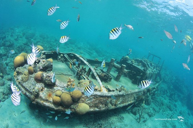 Snorkel Shore Trip with Scubaçao "East Point" - The guides are part of the experience