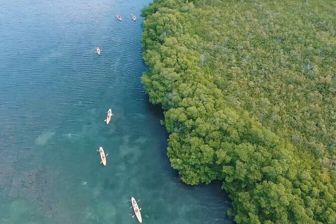 St Thomas Shore Excursion: Mangrove Lagoon Kayak and Snorkel Tour - Guides who make the difference