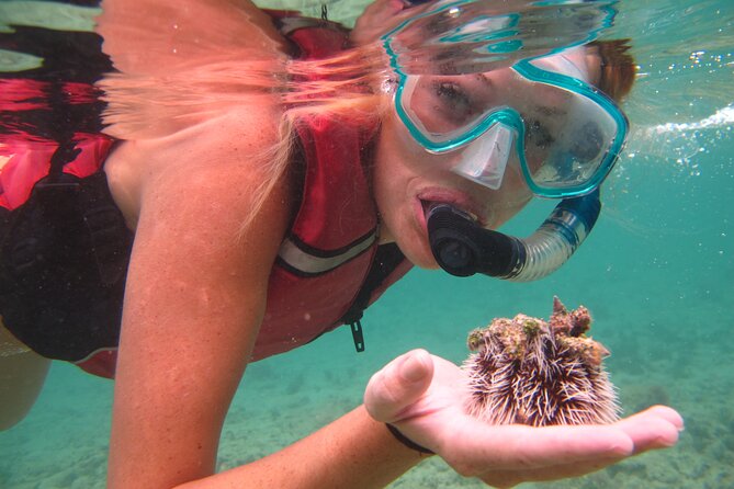 St Thomas Shore Excursion: Mangrove Lagoon Kayak and Snorkel Tour - Snorkeling beside coral and mangrove roots
