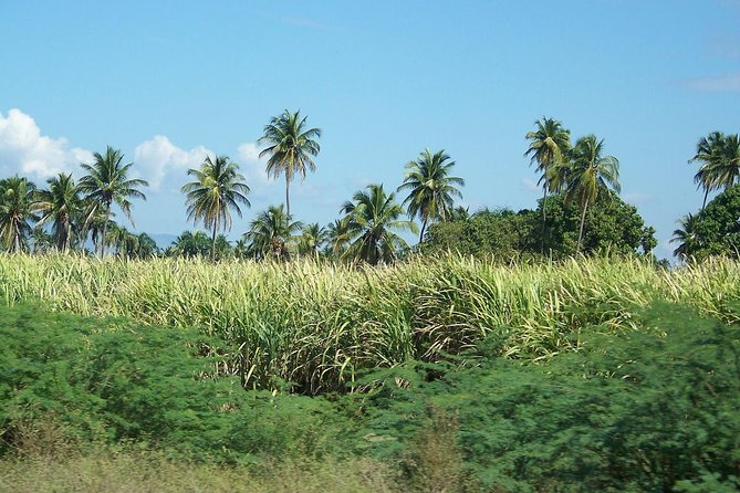Taino Bay Shore Excursion - 2 person Buggy Tour - Who will enjoy this ride most
