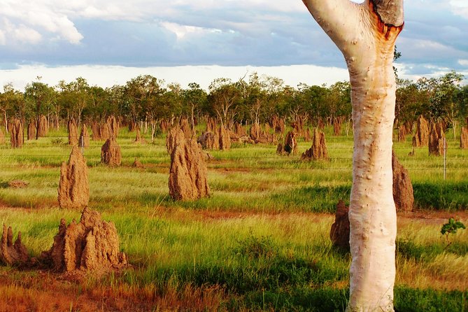 Taste the Atherton Tablelands Food & Wine Tour from Port Douglas - Gallo DairyLand adds cheese and chocolate