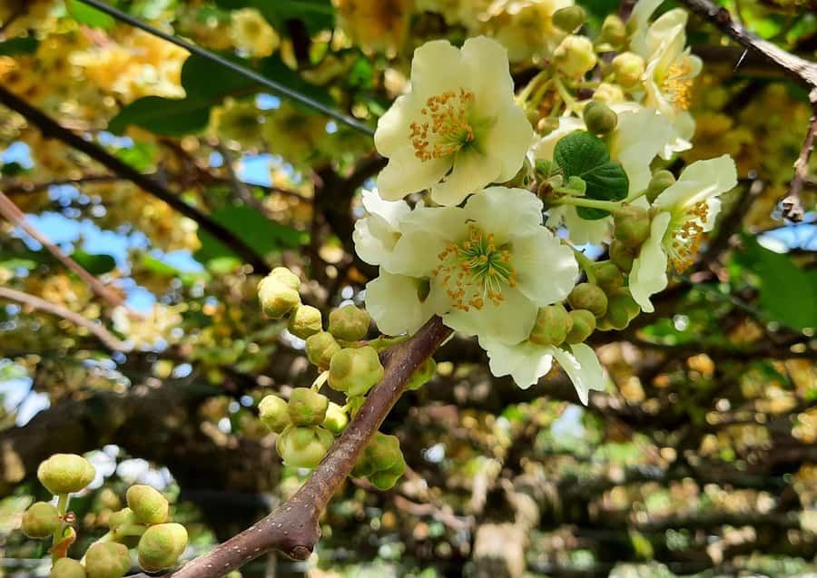 Tauranga: Kiwifruit Destination and Sights Shore Excursion - Minicoach comfort and group size