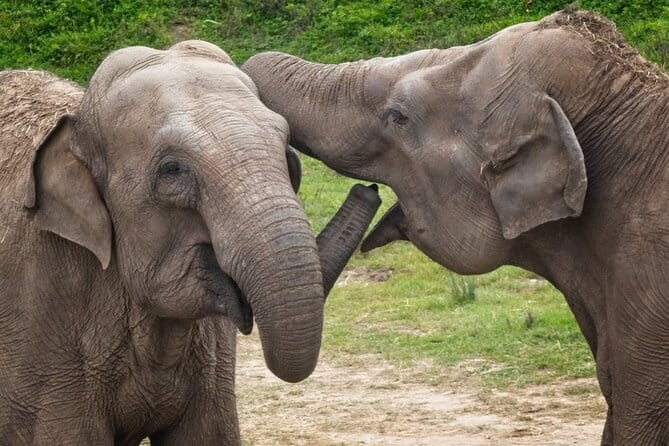 Udawalawe Elephant Safari and Orphanage Tour Shore Excursions - What the $180 price really covers