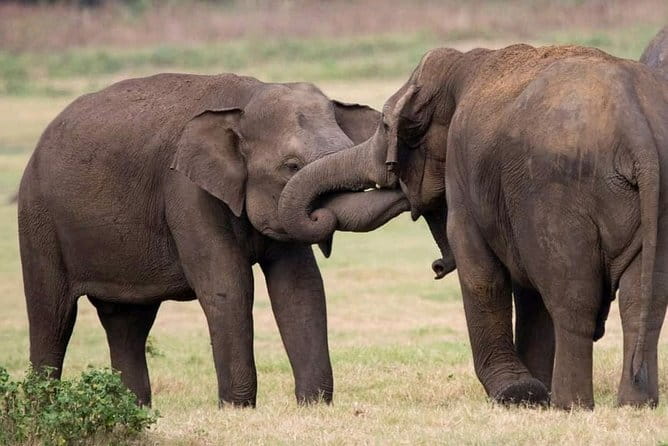 Udawalawe Elephant Safari and Orphanage Tour Shore Excursions - Should you book this Udawalawe shore excursion?