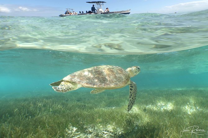 Water Taxi Signal Island Turtle Tour for cruisers - Why Signal Island makes a strong Noumea shore excursion