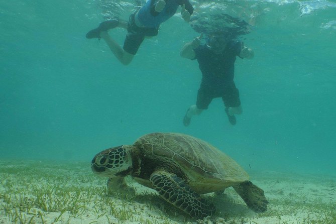 Water Taxi Signal Island Turtle Tour for cruisers - How much time you really get on the island