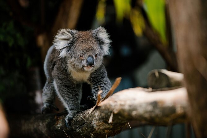 Wings Wildlife Park Shuttle, Burnie Shore Excursion - The best reason to go: real contact with Tasmanian animals