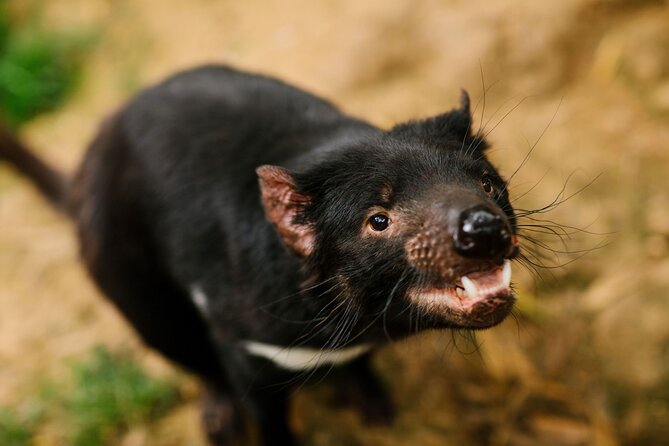 Wings Wildlife Park Shuttle, Burnie Shore Excursion - Tasmanian devils and conservation work
